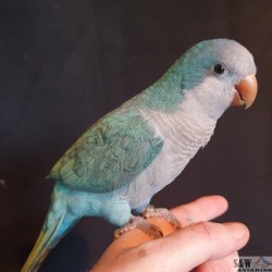 Blue Male Quaker