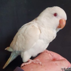 Albino Female Quaker