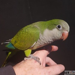 Green Male Quaker