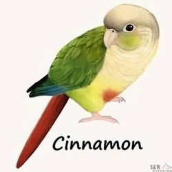 Cinnamon Female...